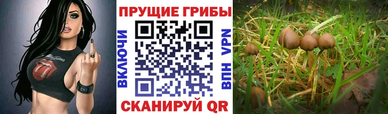 Галлюциногенные грибы мицелий  дарнет шоп  Михайловск 